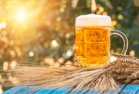 Light foamy beer in a glass and barley ears on natural background. Alcohol