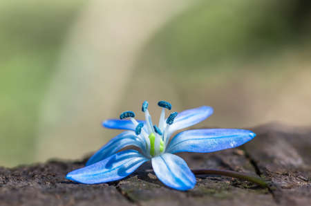 Blue blossom flower spring snowdrop Scilla Squillの写真素材