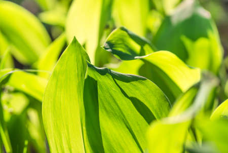 leaves lily of the valley growing in forest in spring closeup, natural background