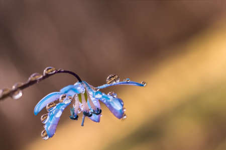 Blue blossom flower spring snowdrops Scilla Squill Soft focus. nature background.