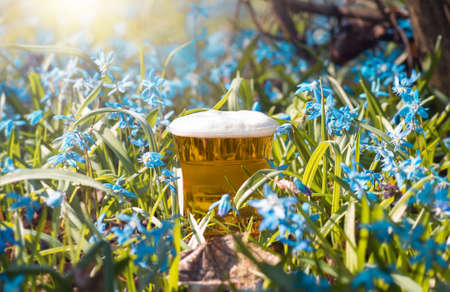 beer and blue flower spring, snowdrops Scilla Squill, soft focus. nature background.