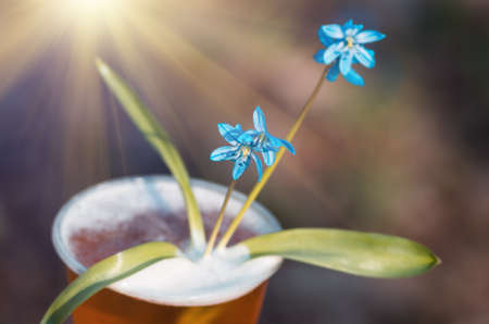 beer and blue flower spring, snowdrops Scilla Squill, soft focus. nature background.の写真素材