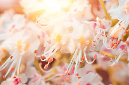 blossoming flowers of chestnut closeup, spring backgroundの写真素材