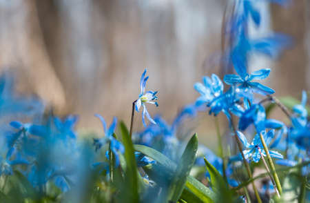 Blue blossom flowers spring snowdrops Scilla Squill Soft focus. nature background.