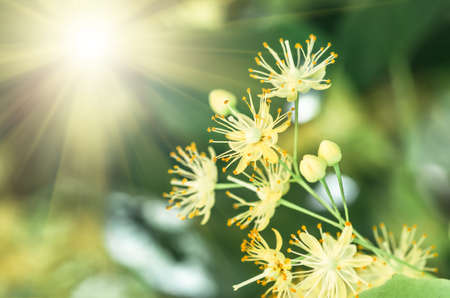 flowers blossoming tree linden wood, used for the preparation of healing tea, natural background, springの写真素材