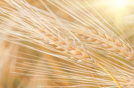 organic golden ripe ears of wheat in field, soft focus, closeup, agriculture background