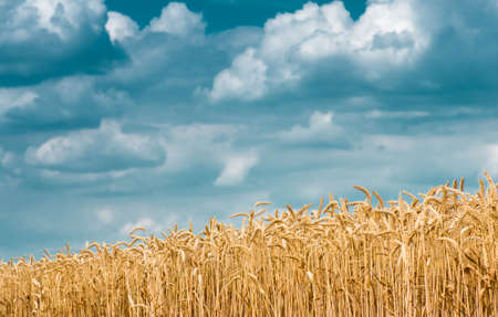 gold ears of wheat against the blue sky and clouds soft focus, closeup, agriculture backgroundの写真素材