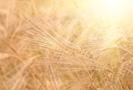 organic golden ripe ears of wheat in field, soft focus, closeup, agriculture backgroundの写真素材
