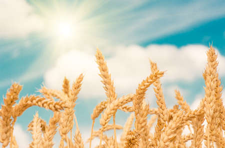 gold ears of wheat against the blue sky and clouds soft focus, closeup, agriculture backgroundの写真素材