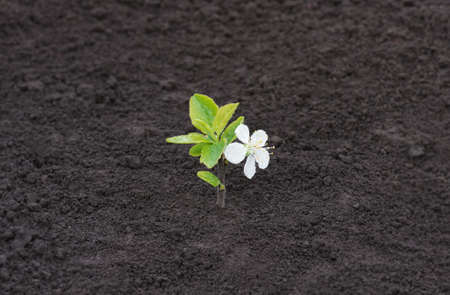 Sprout in spring flowering plum, closeup, natural backgroundの写真素材