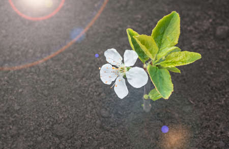 Sprout in spring flowering plum, closeup, natural background