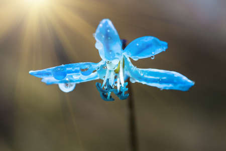 Blue blossom flower spring snowdrops Scilla Squill Soft focus. nature background.
