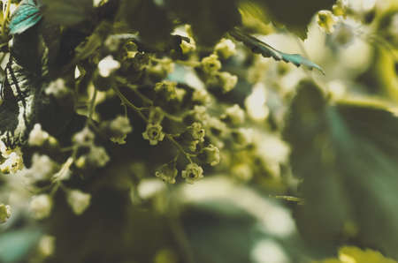 flowers black currant, closeup, agricultural spring background