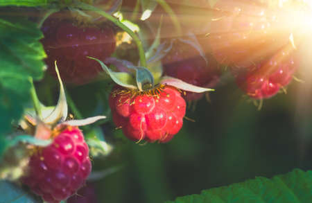 raspberries organic ripe red on the bush, cultivation, garden, food, agriculture background, blue toneの写真素材