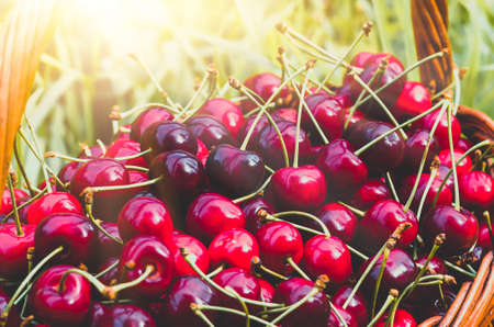 Ripe red organic sweet cherry in the garden in the summer. Agricultural background