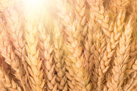 organic golden ripe ears of wheat, soft focus, closeup, agriculture backgroundの写真素材