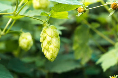 Green fresh hop cones for making beer and bread closeup, agricultural background