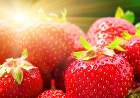 Fresh ripe red organic strawberries closeup. Blue toning, backgroundの写真素材