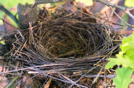 Empty bird's nest on an oak tree in spring during the Easter holiday closeup, nature background