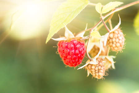raspberries organic ripe red on the bush, cultivation, garden, food, agriculture backgroundの写真素材