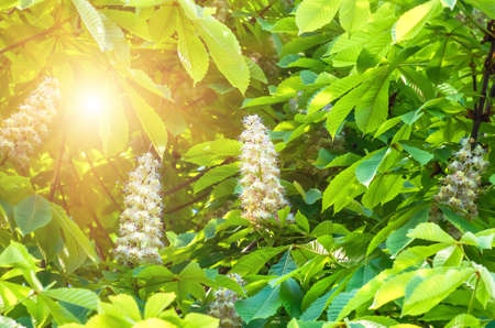 blooming flowers on the branches of chestnut, spring backgroundの写真素材
