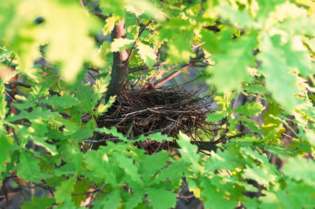 Empty bird's nest on an oak tree in spring during the Easter holiday closeup, nature backgroundの写真素材