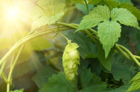 Green fresh hop cones for making beer and bread closeup, agricultural backgroundの写真素材