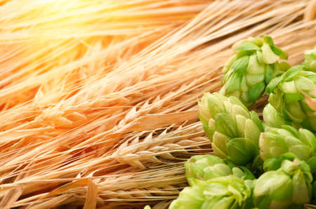 Green hops, malt, ears of barley and wheat grain, ingredients to make beer and bread, agricultural backgroundの写真素材