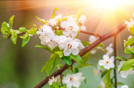 Flowers plum tree in spring covered last snowの写真素材