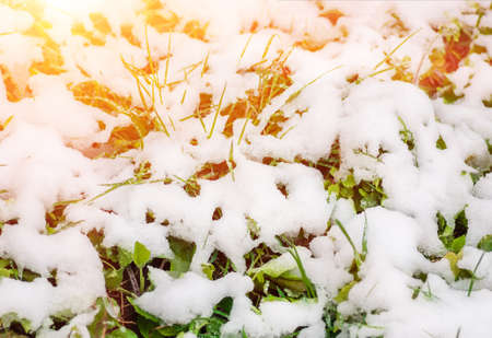 snow on the green grass fell in the springの写真素材