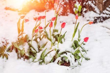 Blooming red tulip flowers in spring covered with the last cold snow in the park when it suddenly became coldの写真素材