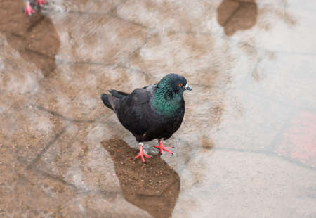 Bird dove closeup walks through the puddles in the park after the rain on the wet sidewalk,の写真素材