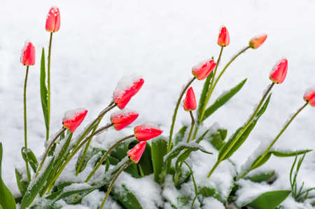 Blooming red tulip flowers in spring covered with the last cold snow in the park when it suddenly became coldの写真素材