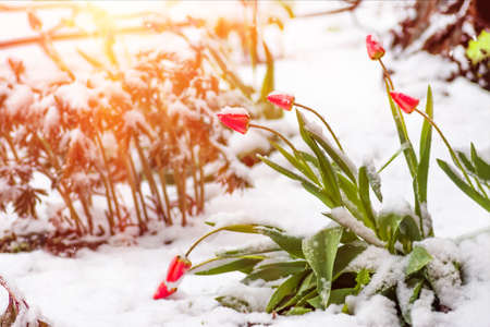 Blooming red tulip flowers in spring covered with the last cold snow in the park when it suddenly became coldの写真素材