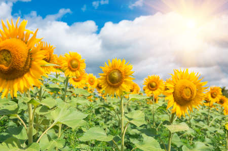 sunflowers in a field against blue sky and cloudsの写真素材