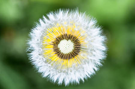dandelion Leontodon closeup
