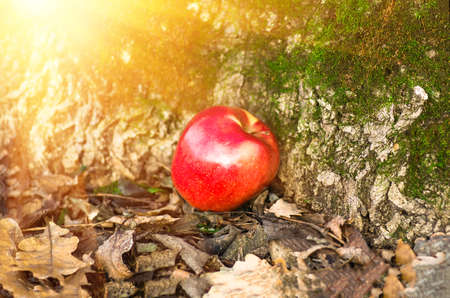 apple lying on the groundの写真素材