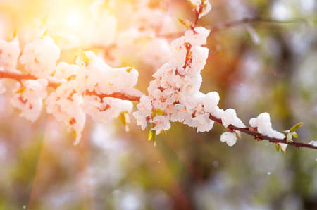 Flowers of apricot tree in spring when fell out the unexpectedly last snowの写真素材