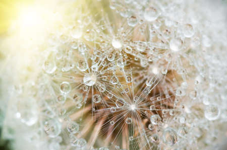 drops of dew on dandelion leontodonの写真素材