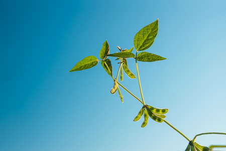 Green growing soybeans in a field against a blue sky background closeup in the early morning, soy...