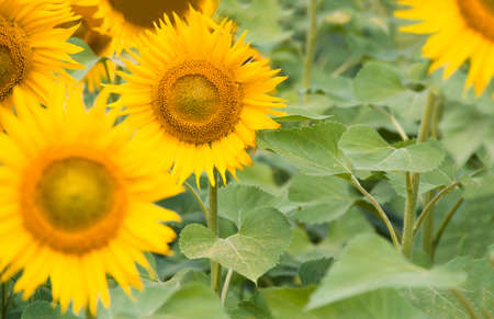Flowering flowers sunflowers closeup, nature, agricultural backgroundの写真素材
