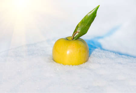 yellow delicious Christmas apple and leaves in snow with before Christmas in sunny afternoonの写真素材