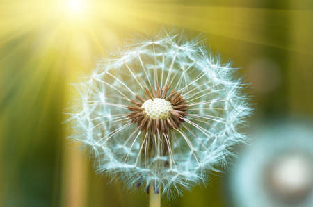 Photo of a dandelion Leontodon closeup on a sunny summer dayの写真素材