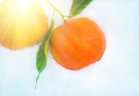 Oranges with green leaves in snow, with before Christmas in sunny winter afternoon. closeupの写真素材