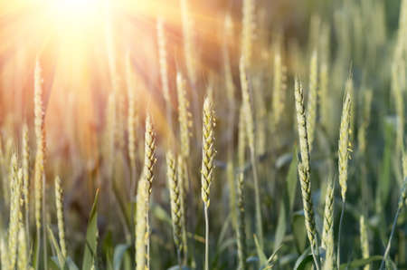 Green wheat growing and maturing on the field in spring and summer, agricultural backgroundの写真素材
