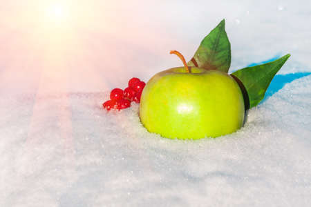 green delicious Christmas apple, leaves and berries of viburnum in snow with before Christmas in sunny winter afternoonの写真素材