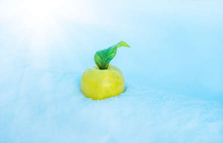 yellow delicious Christmas apple and leaves in snow with before Christmas in sunny cold afternoonの写真素材