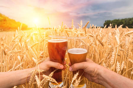 A glass of beer in the hands against ears of ripe wheat and wheat fieldの写真素材