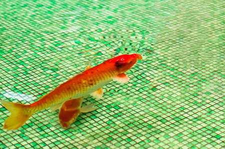 red goldfish floating in the pool, closeupの写真素材