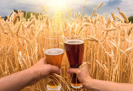 A glass of beer in the hands against ears of ripe wheat and wheat fieldの写真素材